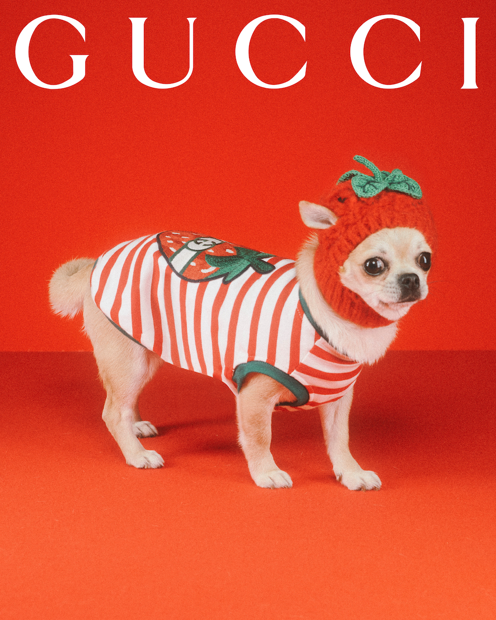 Gucci Pets collection