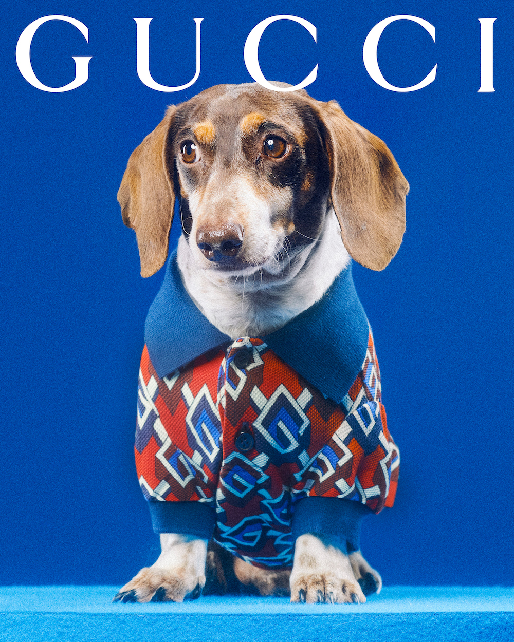Gucci pets collection