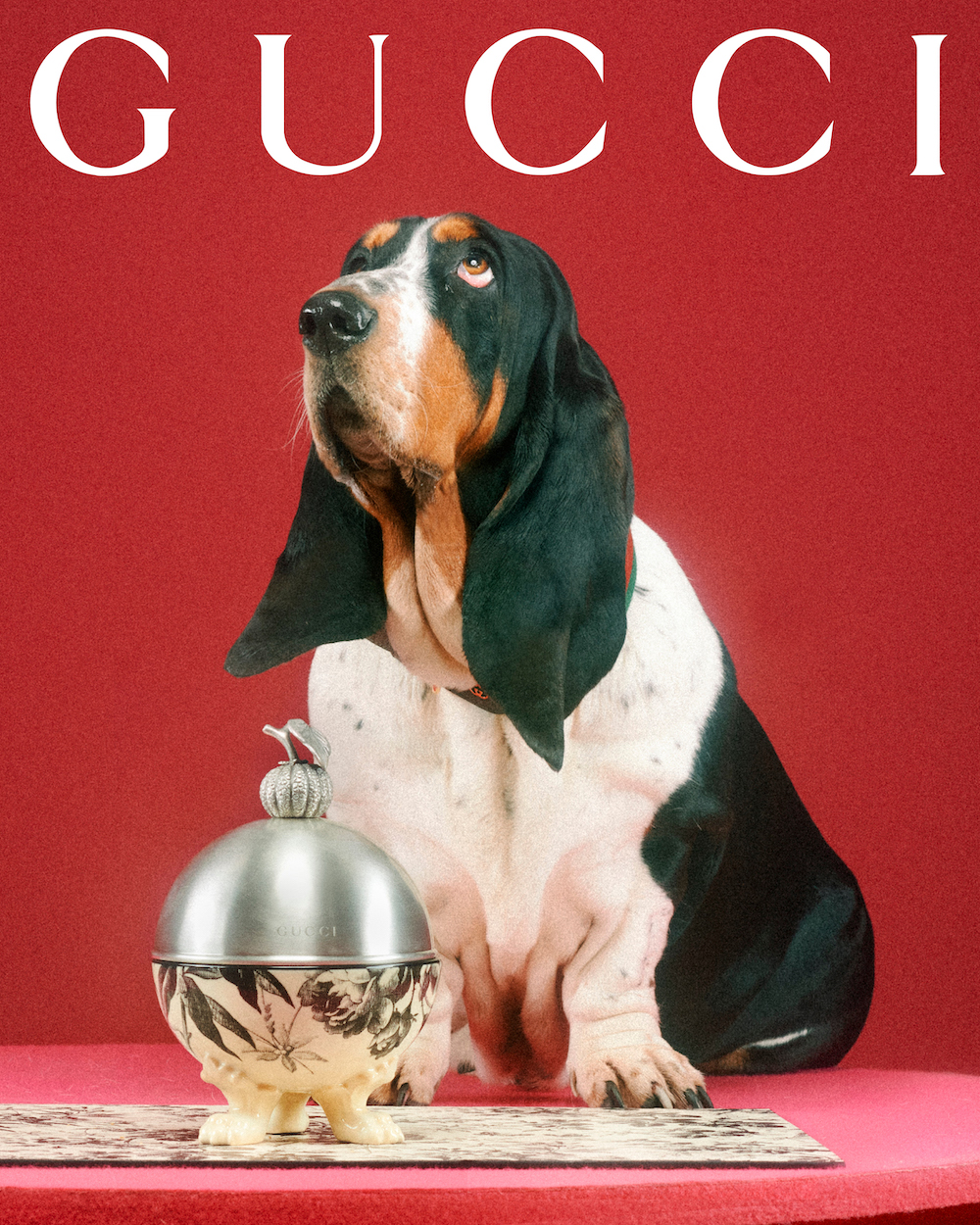 Gucci pets collection