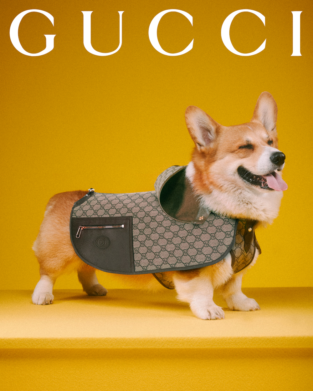 Gucci Pets collection